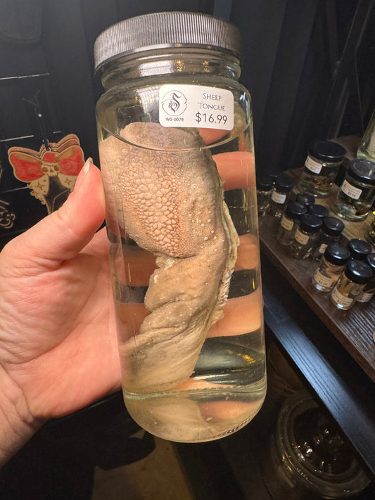 Sheep Tongue Wet Specimen