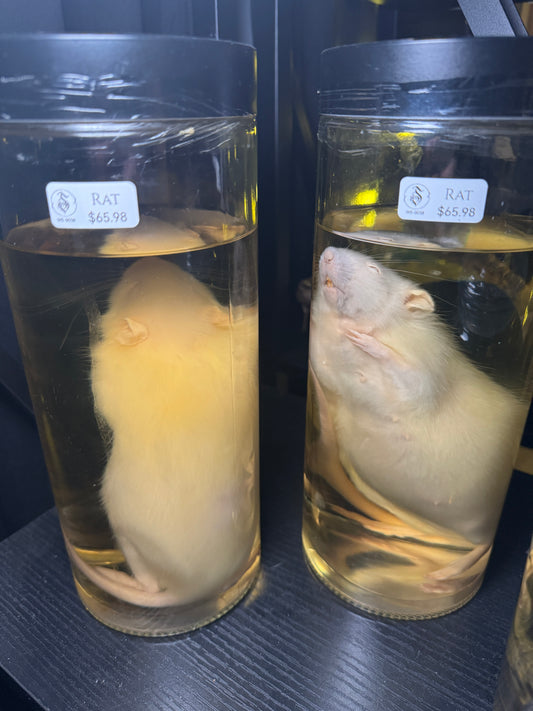 White Rat Wet Specimen - Tall