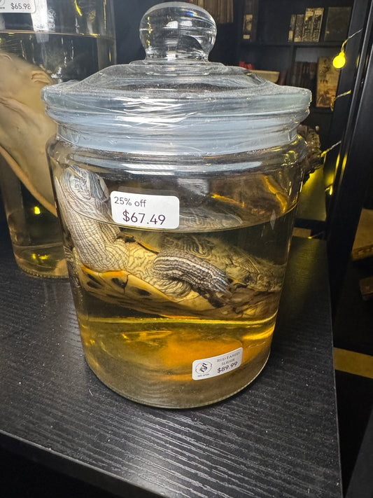 Slider Turtle Wet Specimen