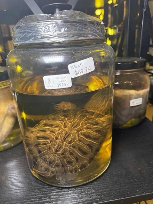 Turtle - Wet Specimen