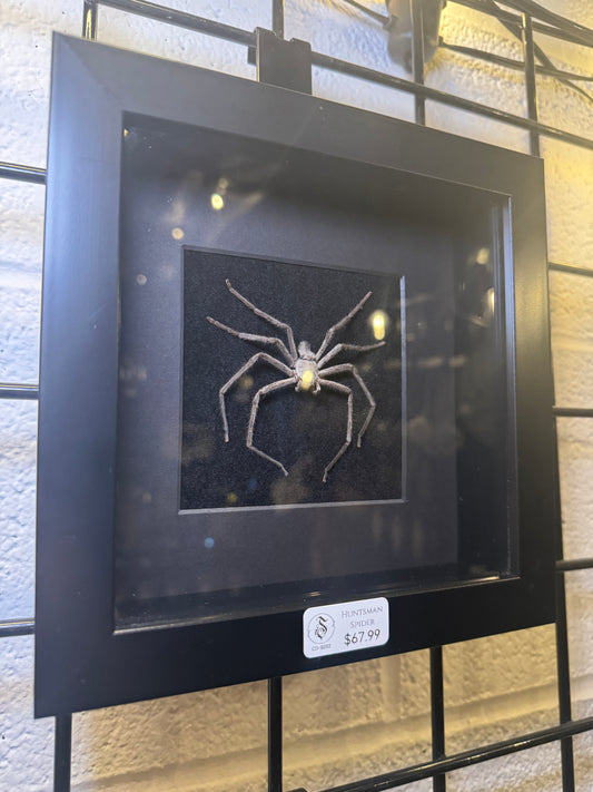 Huntsman Spider - Shadowbox - 6x6