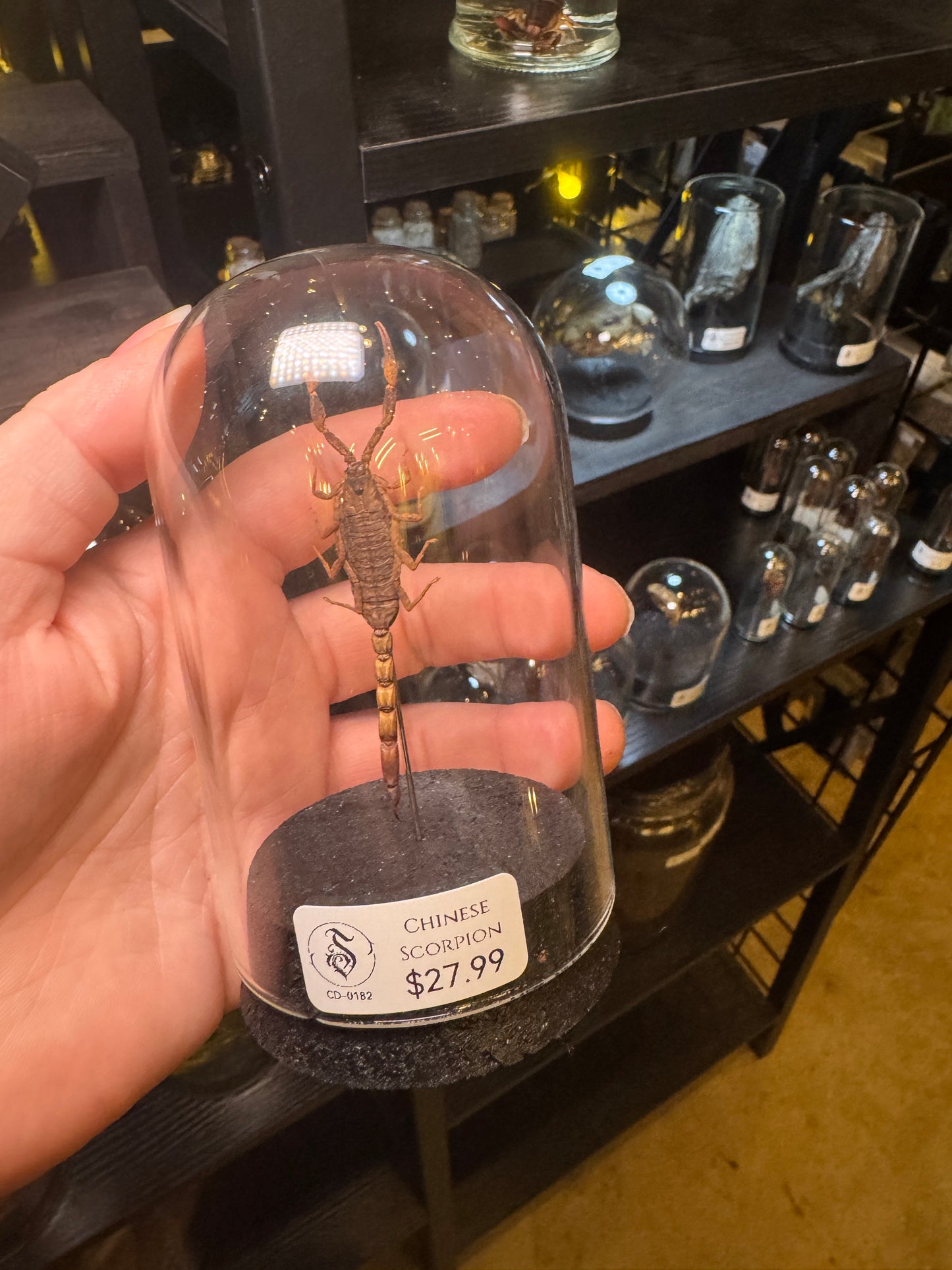 Chinese Scorpion - Dome Display