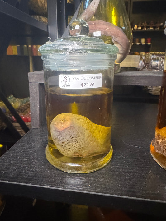 Sea Cucumber - Wet Specimen (MED)