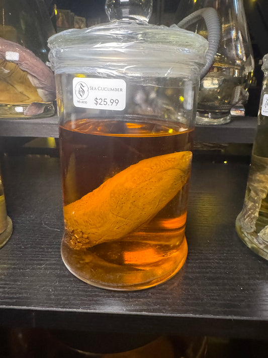 Sea Cucumber - Wet Specimen (LRG)