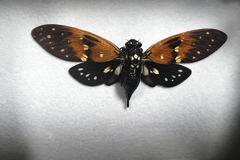 Amber Cicadas - Ambragaeana ambra - Shadowbox