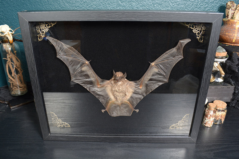 Black Bearded Tomb Bat Shadowbox - Taphozous melanopogon