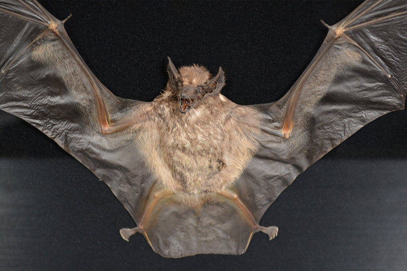 Black Bearded Tomb Bat Shadowbox - Taphozous melanopogon
