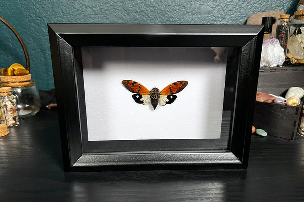 Butterfly Cicada Shadowbox - Gaeana festiva