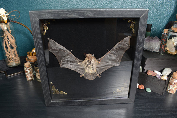 Indian Pygmy Vesper Bat Shadow Box - Pipistrellus tenuis