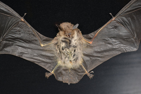 Indian Pygmy Vesper Bat Shadow Box - Pipistrellus tenuis