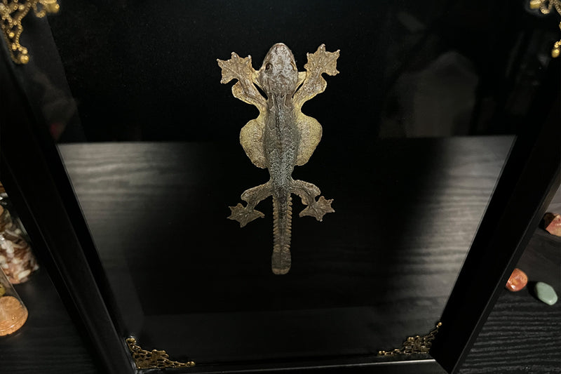 Kuhl's Flying Gecko Shadowbox - Ptychozoon kuhli