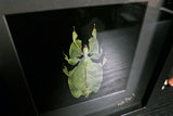 Leaf Insect Shadowbox - Phyllium pulchrifolium - Female