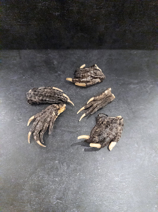 Mummified Alligator Feet