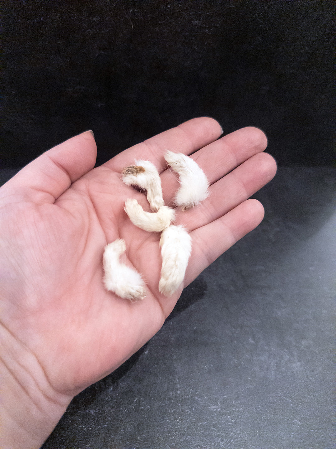 Mummified White Ermine Paw