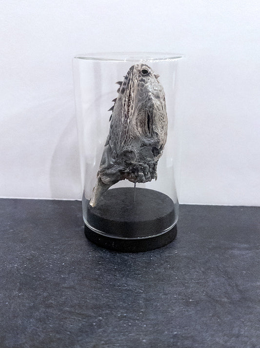 Mummified Iguana Head - Dome Display