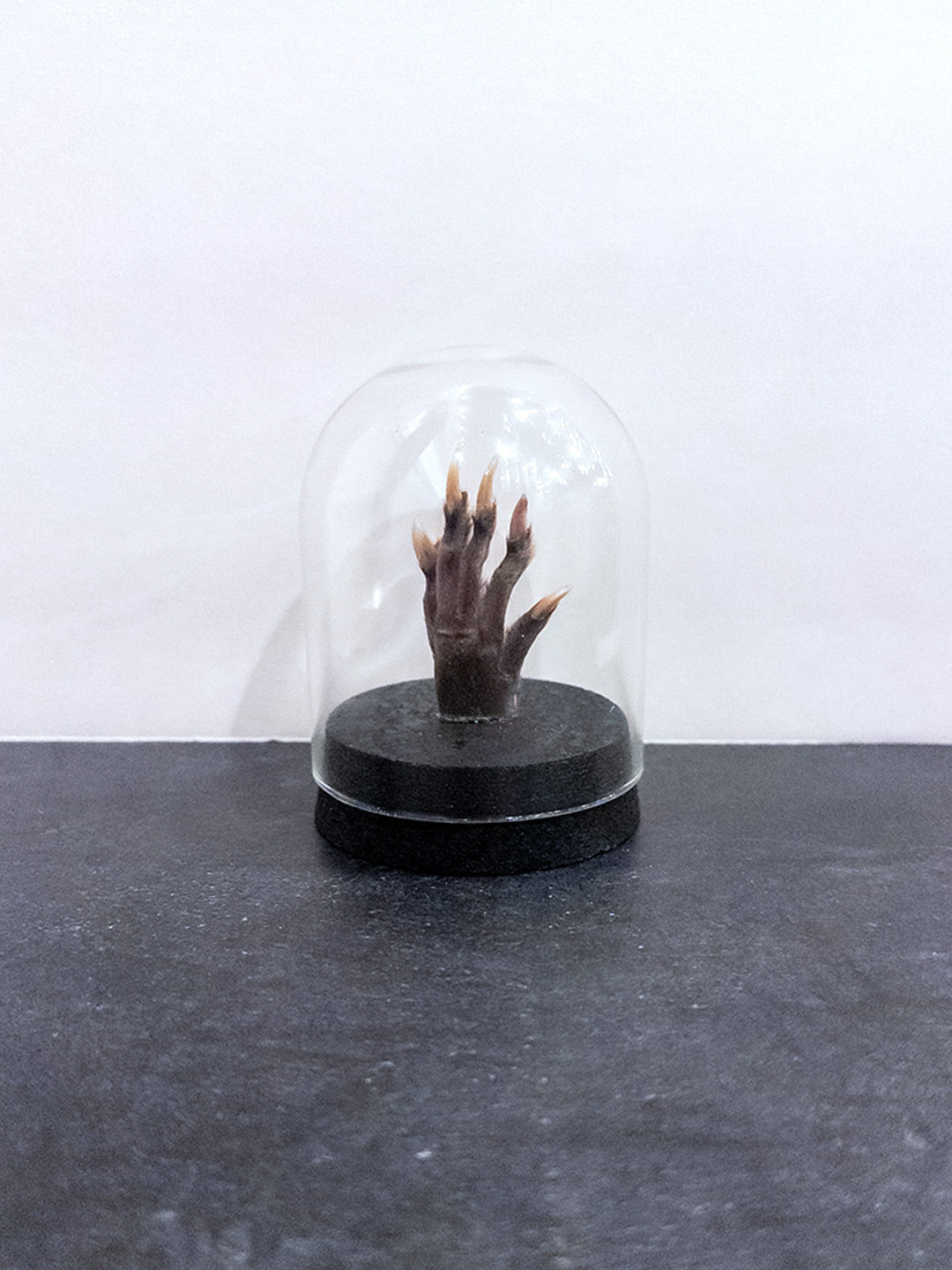 Muskrat Foot Back Paw - Dome Display - Short Dome