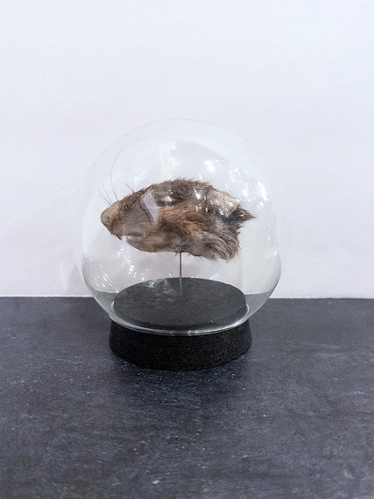 Mummified Squirrel Head - Dome Display - Round