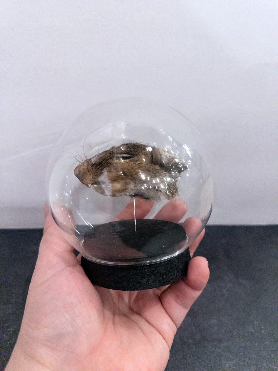 Mummified Squirrel Head - Dome Display - Round