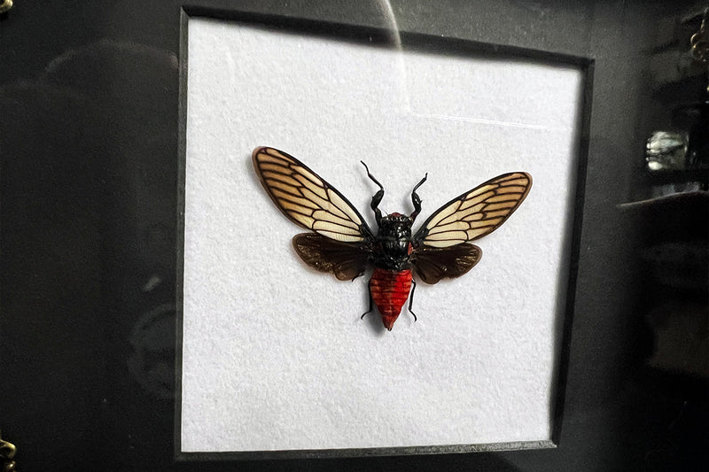 Red Devil Cicada Shadowbox - Huechys incarnata
