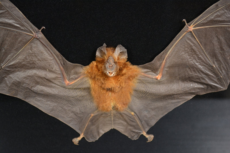 Roundleaf Bat Shadowbox - Hipposideros larvatus