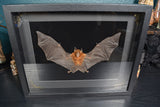 Roundleaf Bat Shadowbox - Hipposideros larvatus