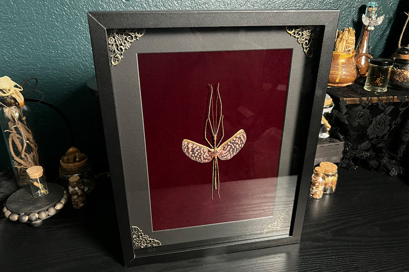 Tessellated Stick Insect Shadow Box - Diesbachia tamyris