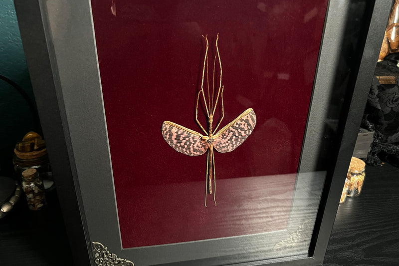 Tessellated Stick Insect Shadow Box - Diesbachia tamyris