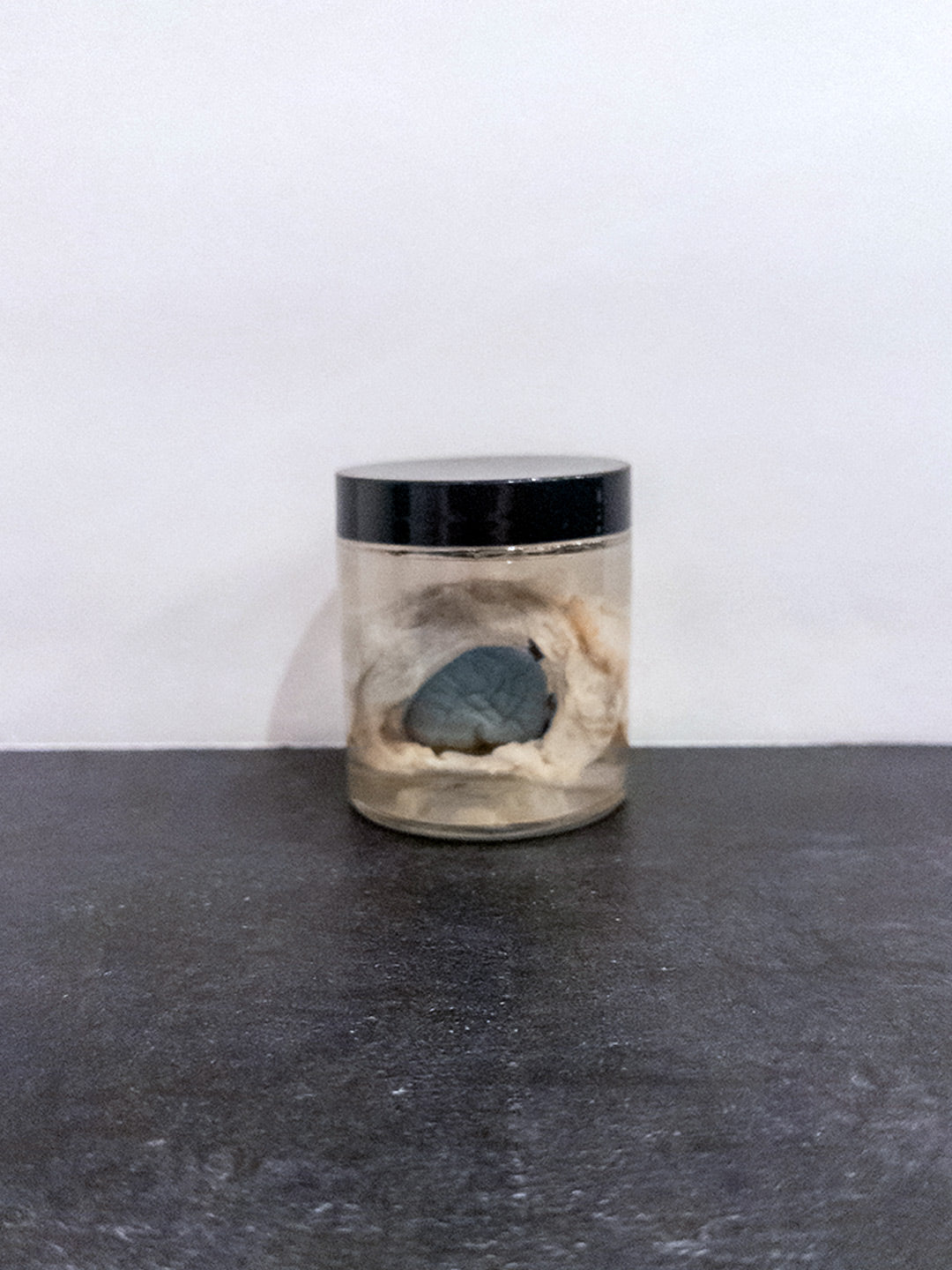 Beef Eye - Wet Specimen