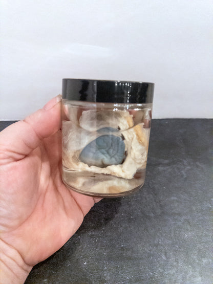 Beef Eye - Wet Specimen