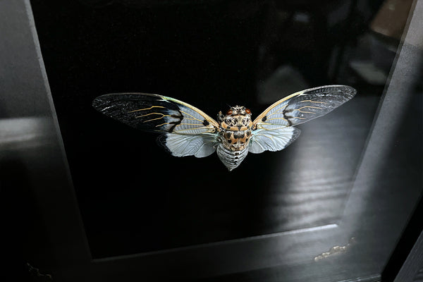 White Ghost Cicada Shadowbox - Ayuthia spectabilis