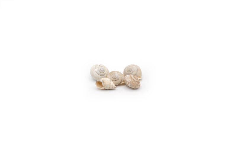 Forest Snail Shells