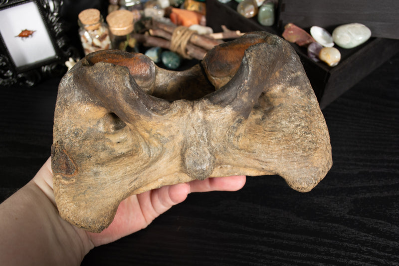 Mammal Atlas - Fossil