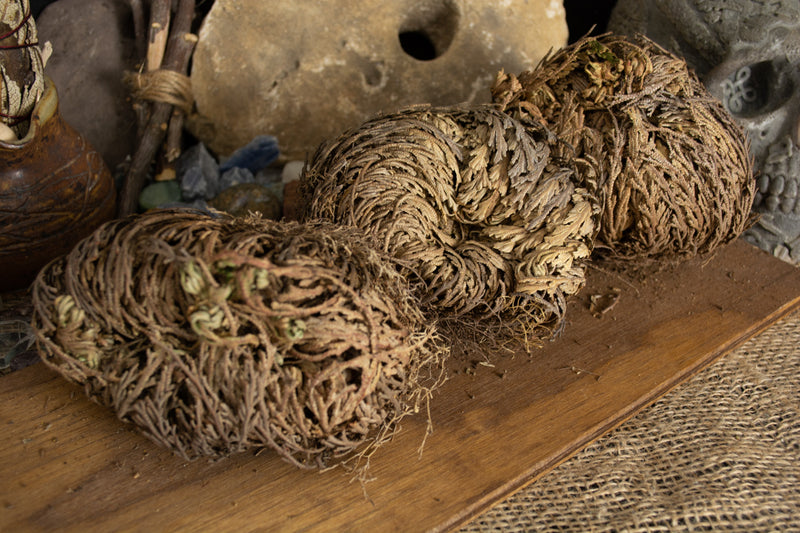 Rose of Jericho - Seidora