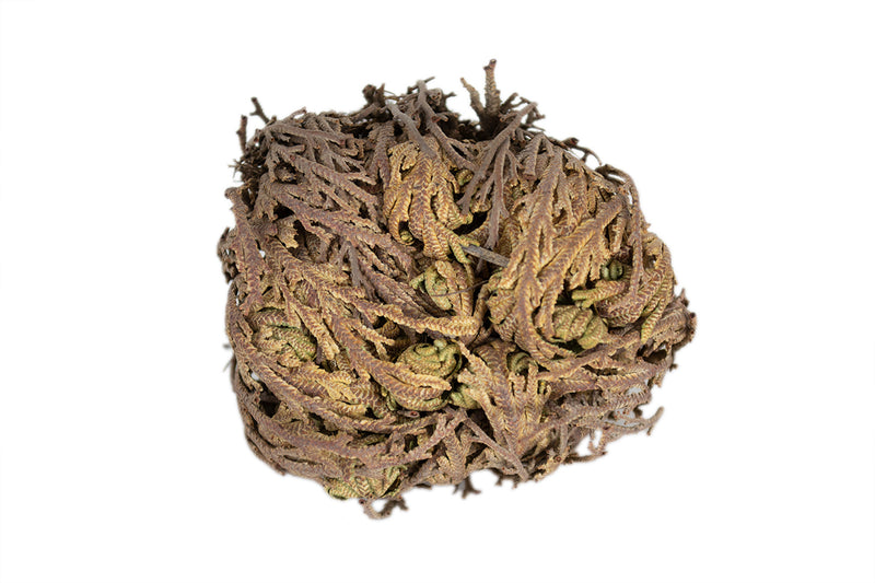Rose of Jericho - Seidora
