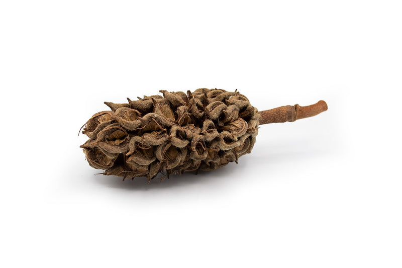 Southern Magnolia Pods