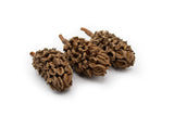 Southern Magnolia Pods
