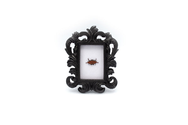 Spiny-backed Spider Mini Frame