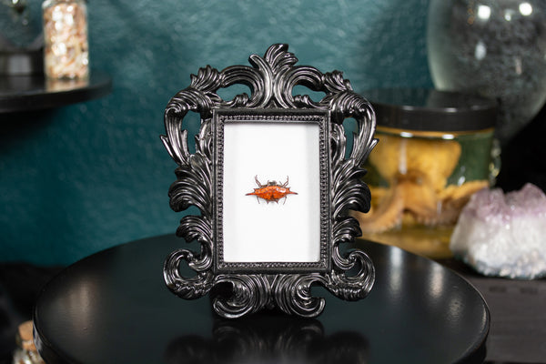 Spiny-backed Spider Mini Frame