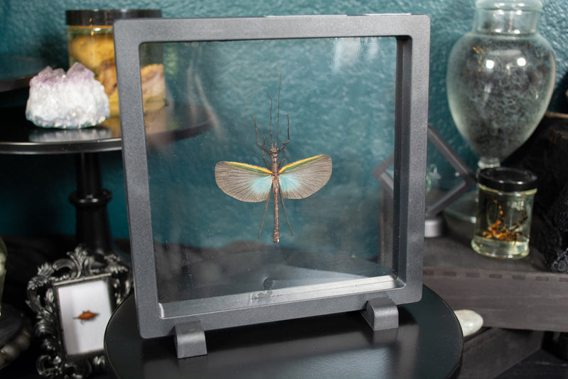 Blue-winged Stick Bug Floating Display
