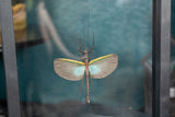 Blue-winged Stick Bug Floating Display