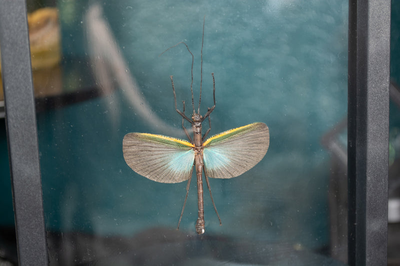 Blue-winged Stick Bug Floating Display