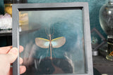 Blue-winged Stick Bug Floating Display