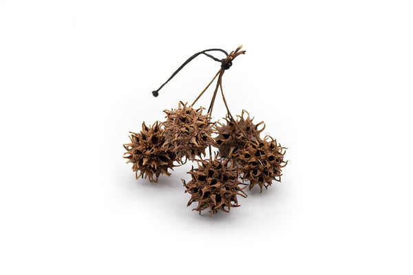 Witches Burrs